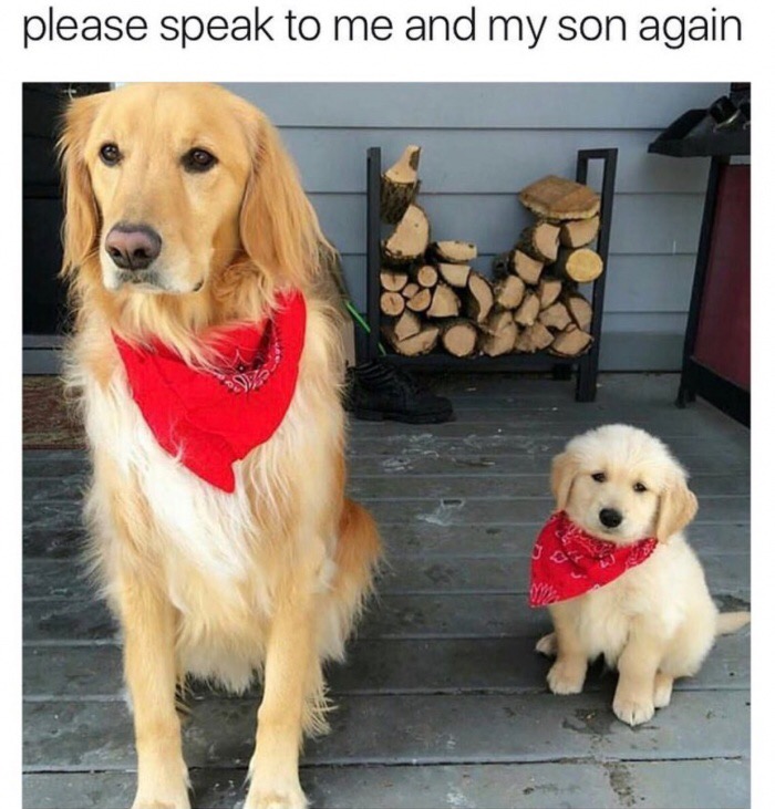 cursed dogs - please speak to me and my son again