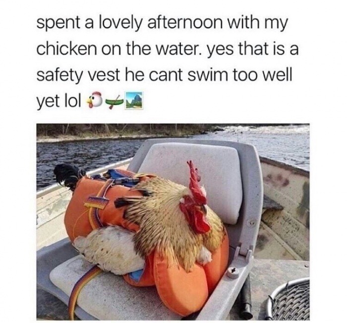 dank meme protect your dick meme - spent a lovely afternoon with my chicken on the water. yes that is a safety vest he cant swim too well yet lol 0