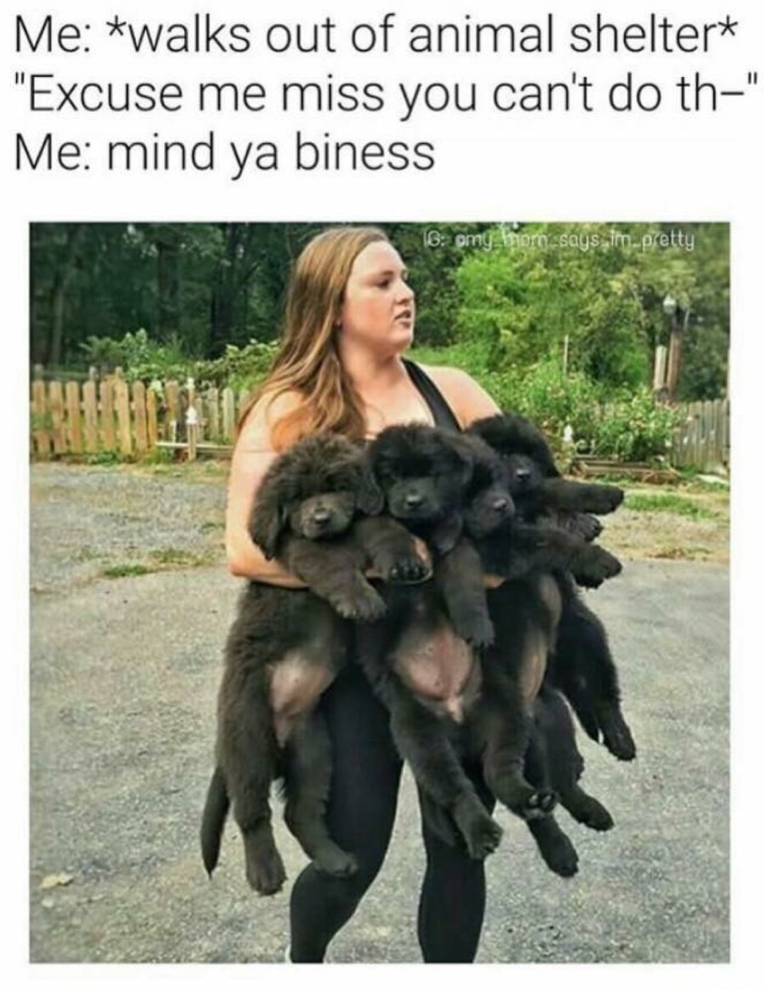 dank meme funny dog lover memes - Me walks out of animal shelter "Excuse me miss you can't do th" Me mind ya biness 16omy bromsays im. pretty