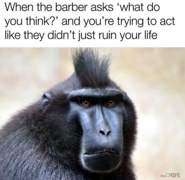 dank meme black macaque - When the barber asks 'what do you think?' and you're trying to act they didn't just ruin your life theCHIVE