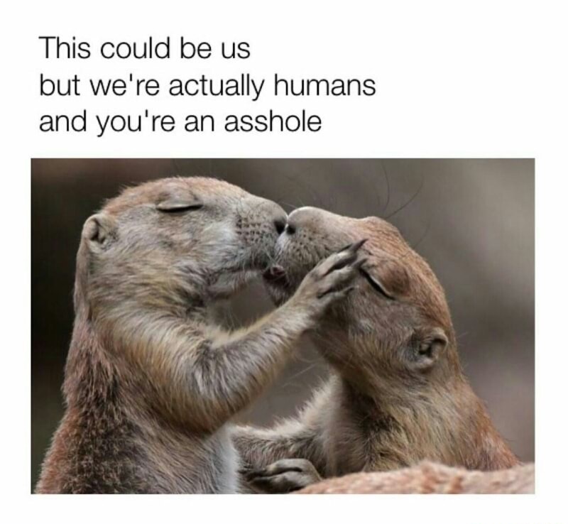 animal kiss quotes - This could be us but we're actually humans and you're an asshole