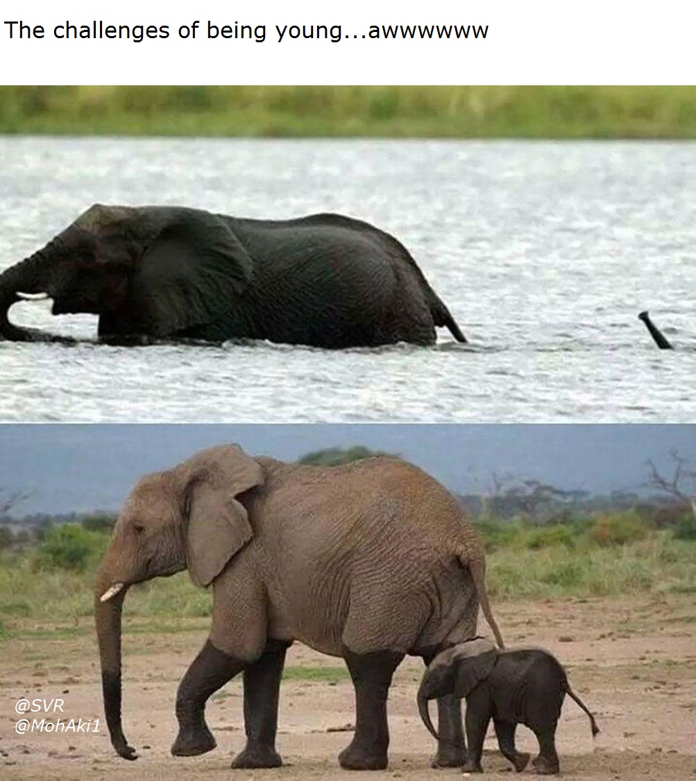 9gag elephant - The challenges of being young...awwwwww