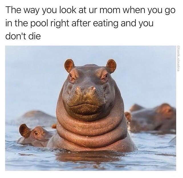 funny hippos - The way you look at ur mom when you go in the pool right after eating and you don't die Otank sinatra