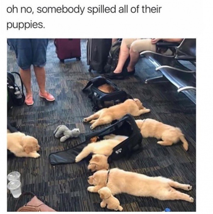 someone spilled their puppies - oh no, somebody spilled all of their puppies.