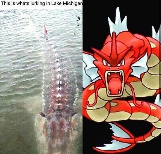 pokemon lets go meme - This is whats lurking in Lake Michigan