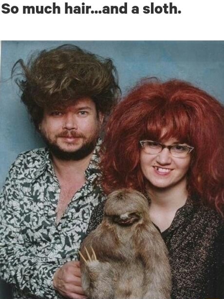 Savage memes - of a awkward family pet - So much hair...and a sloth.