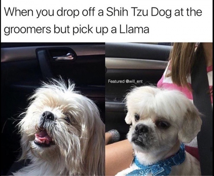 dank meme When you drop off a Shih Tzu Dog at the groomers but pick up a Llama Featured