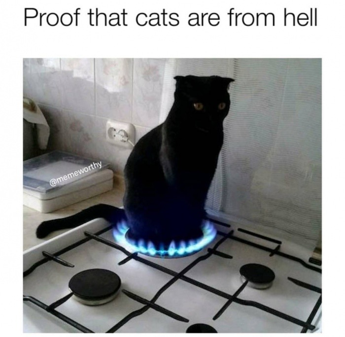 dank meme cooked cat - Proof that cats are from hell