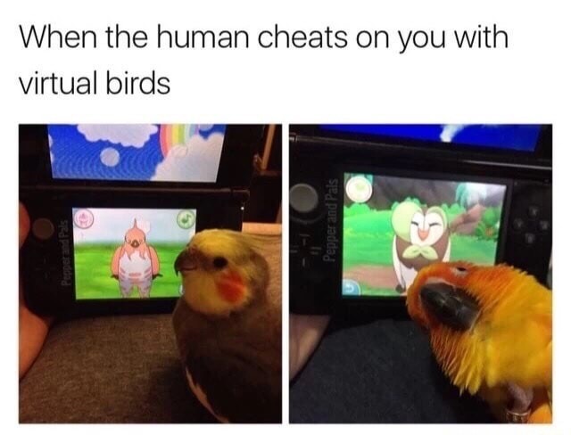 dank meme cockatiel memes - When the human cheats on you with virtual birds Pepper and Pals Pepper and Pals