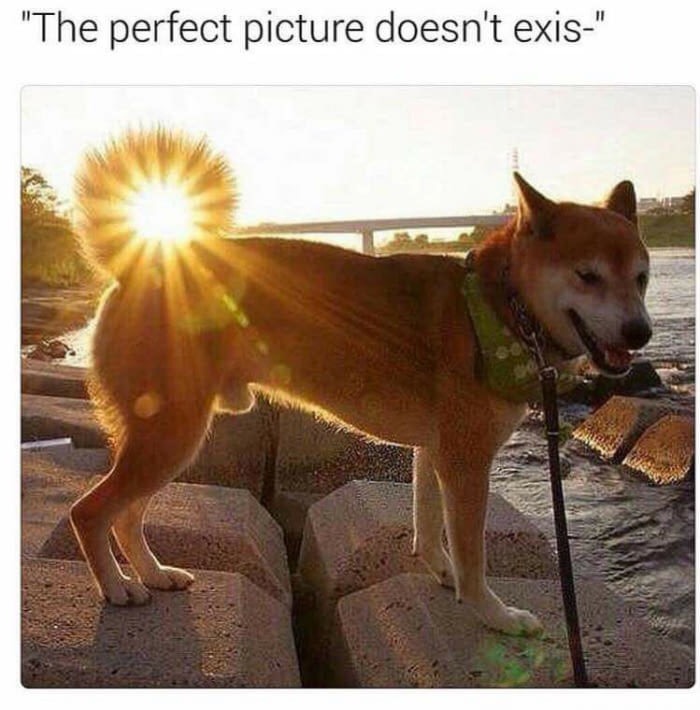 dank meme sun shines on a dogs - "The perfect picture doesn't exis"