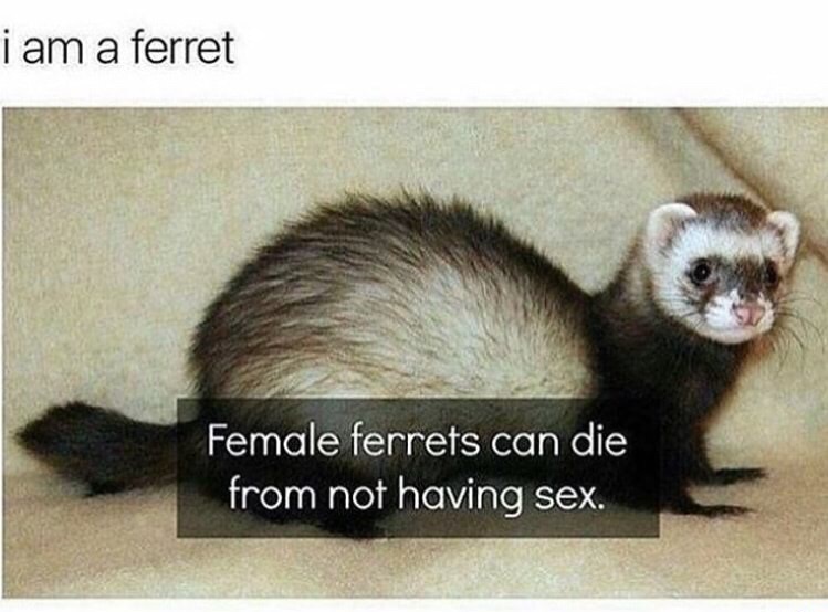 memes - furret in real life - i am a ferret Female ferrets can die from not having sex.