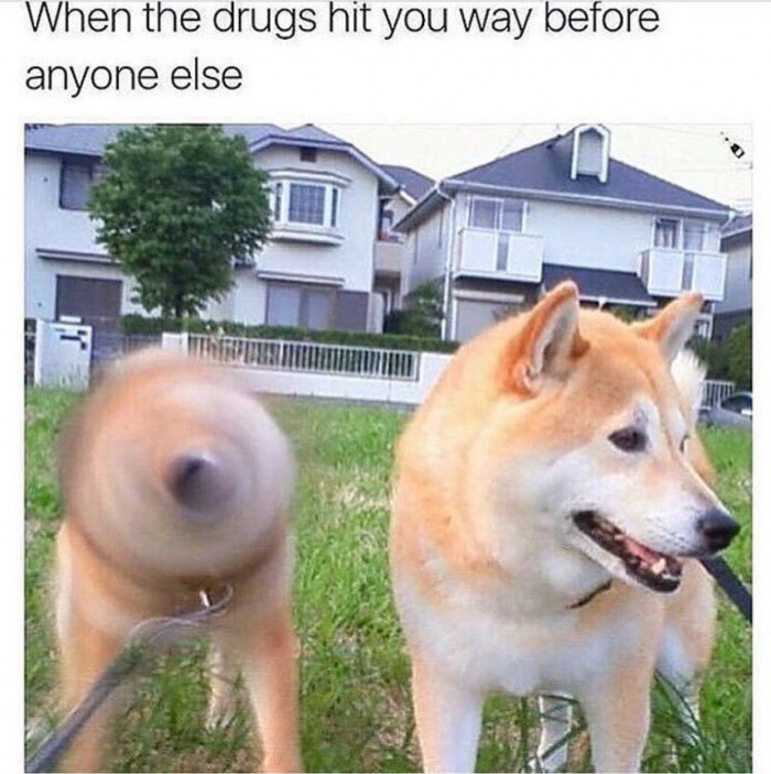 doggo who went into maximum borkdrive - When the drugs hit you way before anyone else