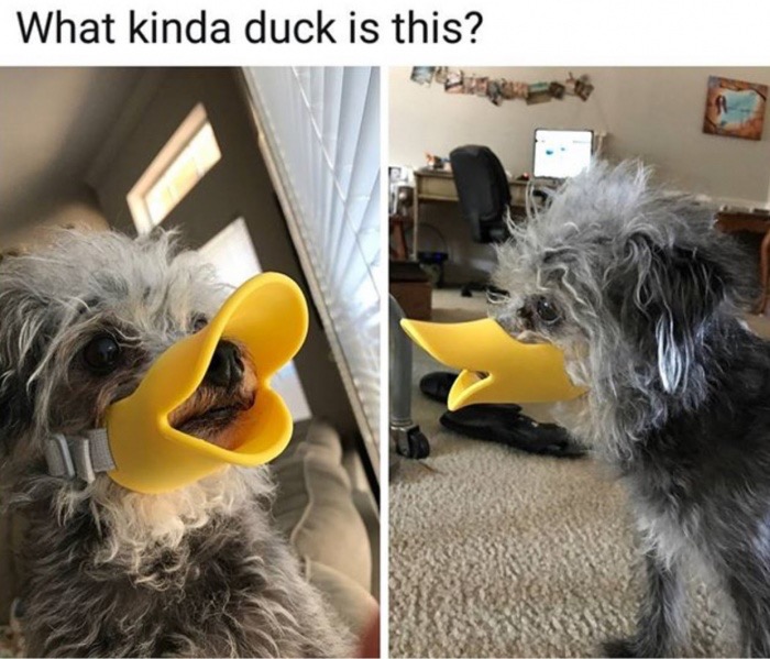 snout - What kinda duck is this? E B
