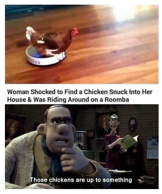Chicken that snuck into house and rode a roomba
