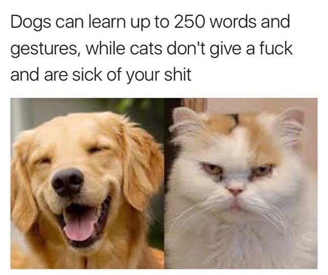 Meme of cats VS dogs