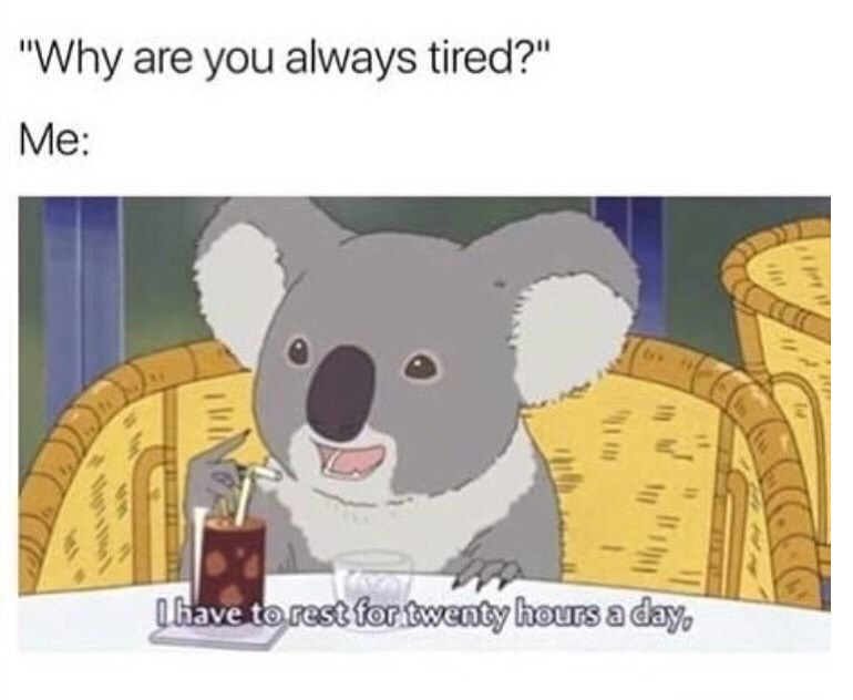 Meme about being like a koala and needing to sleep 20 hours per day.