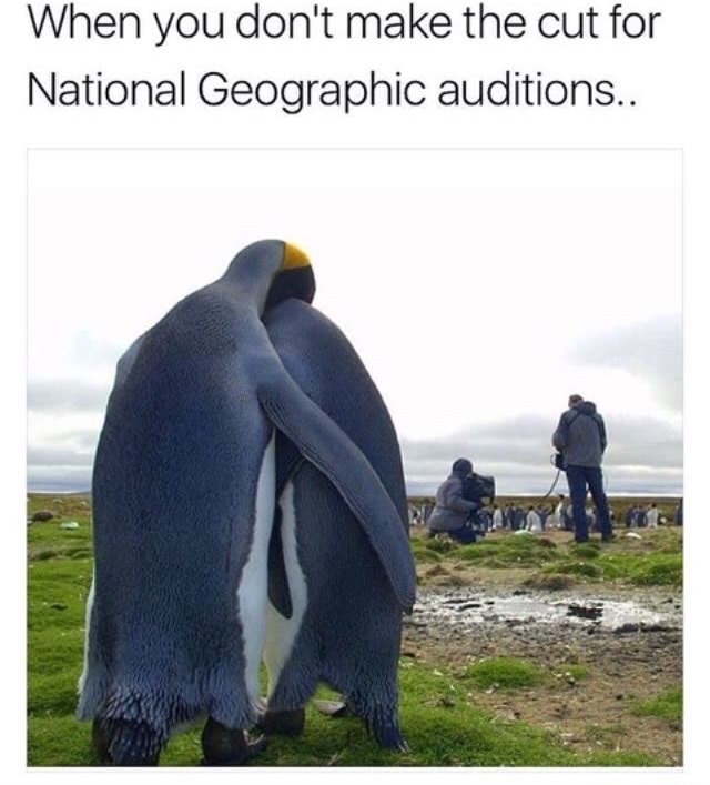Meme of penguins consoling each other after not making the cut for National Geographic.