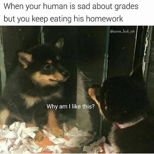 am i like this meme - When your human is sad about grades but you keep eating his homework Why am I this?