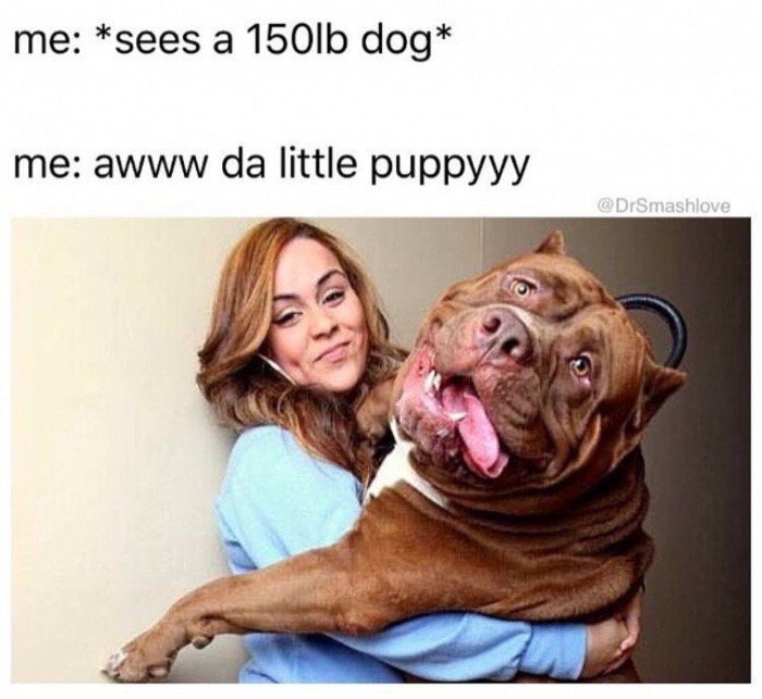memes - pitbull hulk - me sees a 150lb dog me awww da little puppyyy