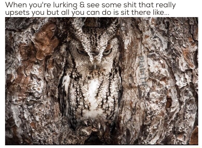 memes - national geographic photography owl - When you're lurking & see some shit that really upsets you but all you can do is sit there ...