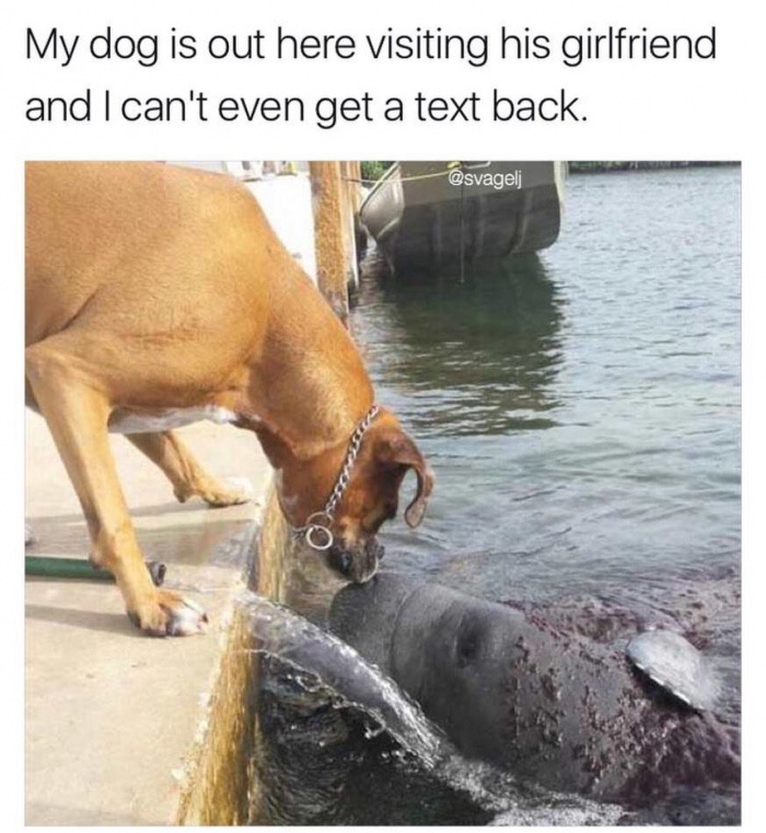 memes - but i can t get a text back meme - My dog is out here visiting his girlfriend and I can't even get a text back.