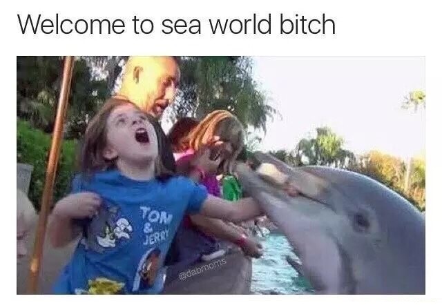 dolphins eat humans - Welcome to sea world bitch adabmoms