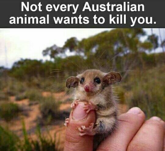 full grown possum - Not every Australian animal wants to kill you.