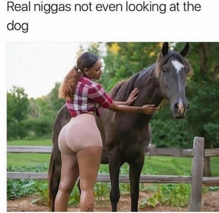 real niggas not even looking at the dog - Real niggas not even looking at the dog