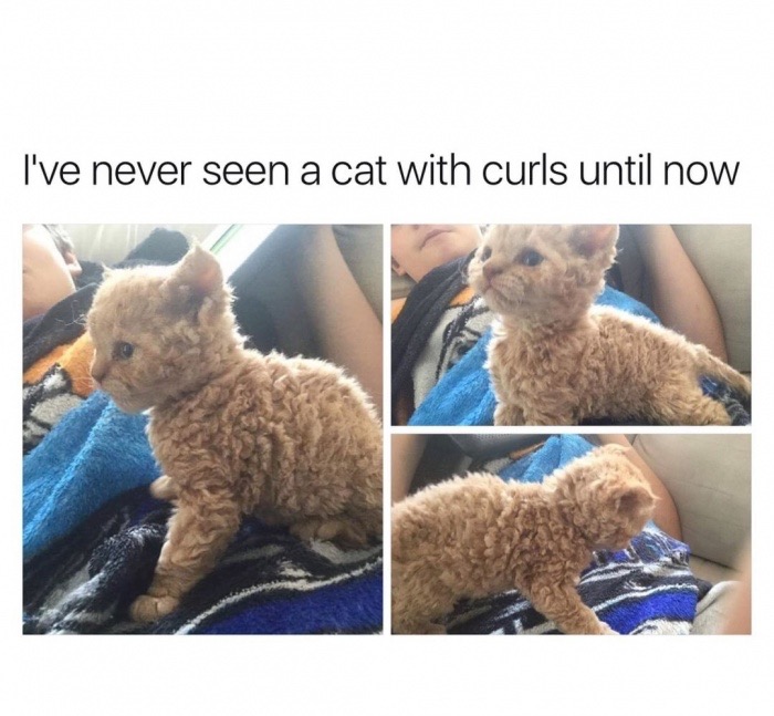 cat poodle - I've never seen a cat with curls until now