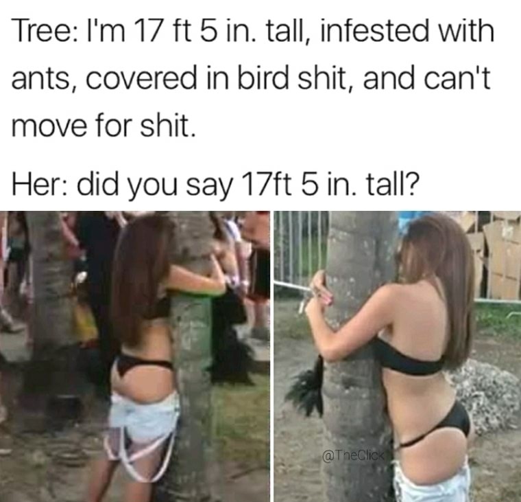 girl - Tree I'm 17 ft 5 in. tall, infested with ants, covered in bird shit, and can't move for shit. Her did you say 17ft 5 in. tall?