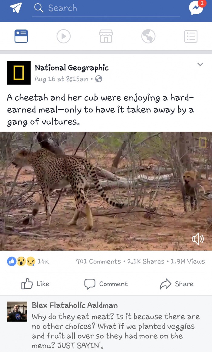 wildlife - P Q Search National Geographic Aug 16 at am A cheetah and her cub were enjoying a hard earned mealonly to have it taken away by a gang of vultures. 14k 701 1.9M Views 0 Comment Blex Flataholic Aaldman Why do they eat meat? Is it because there a