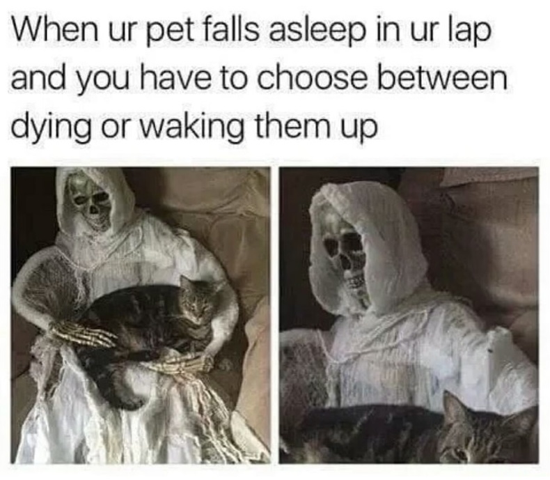 cat on your lap meme - When ur pet falls asleep in ur lap and you have to choose between dying or waking them up