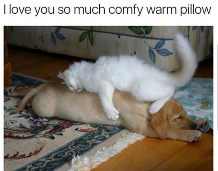photo caption - I love you so much comfy warm pillow