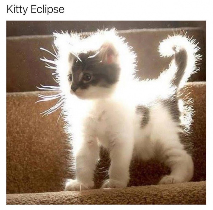 shiny cat - Kitty Eclipse