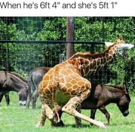 giraffe - When he's 6ft 4" and she's 5ft 1"