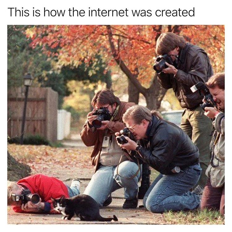 bill clinton cat paparazzi - This is how the internet was created
