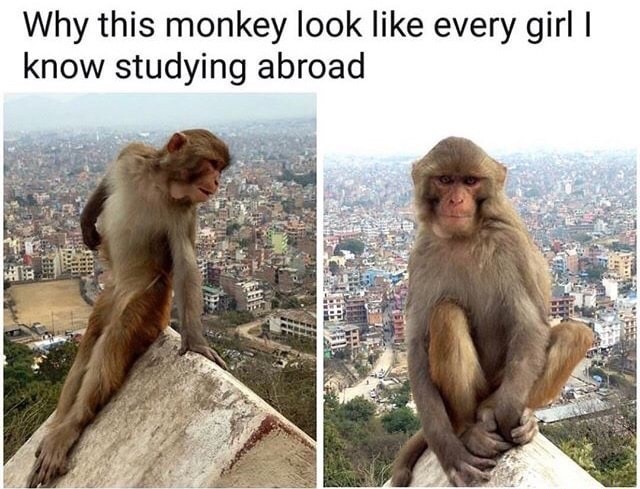monkey look like every girl i know study - Why this monkey look every girl | know studying abroad