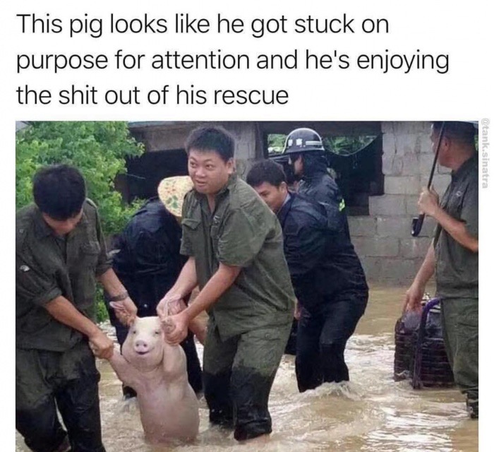 pig rescue meme - This pig looks he got stuck on purpose for attention and he's enjoying the shit out of his rescue .sinatra