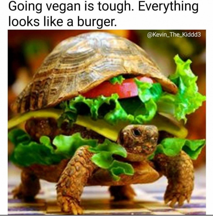 turtle cheeseburger - Going vegan is tough. Everything looks a burger.
