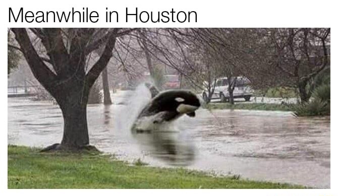 killer whale in street - Meanwhile in Houston