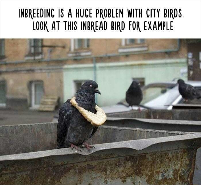 pigeon bread - Inbreeding Is A Huge Problem With City Birds. Look At This Inbread Bird For Example