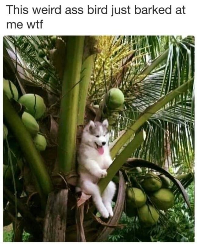 Funny meme of a dog in a tree