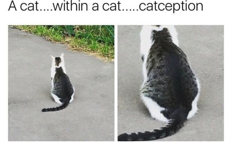 humor shitz and giggles - A cat....within a cat.....catception