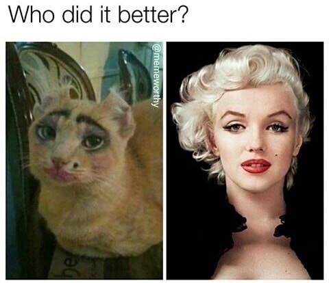 Marilyn Monroe VS cat with makeup.
