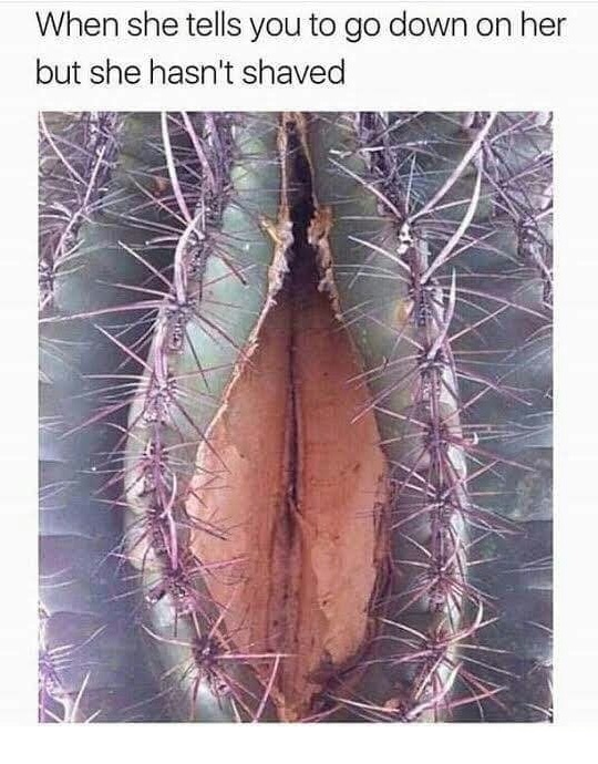 Dank meme of cactus that looks like when she tells you to go down but she hasn't shaved.