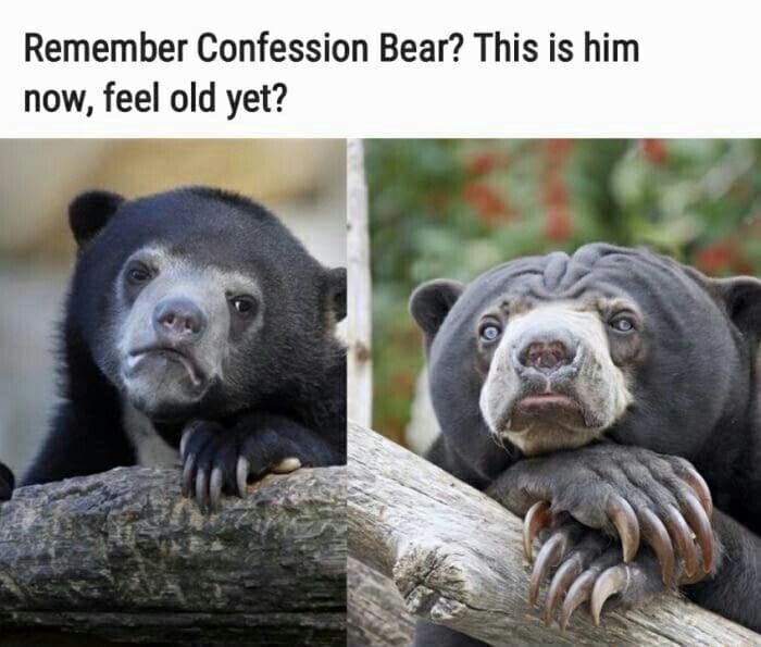 dank meme foam rolling meme - Remember Confession Bear? This is him now, feel old yet?