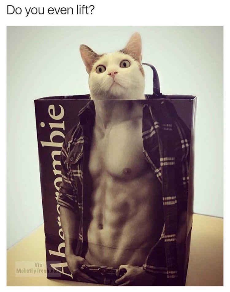 Cat with in back of muscles do you even lift bro