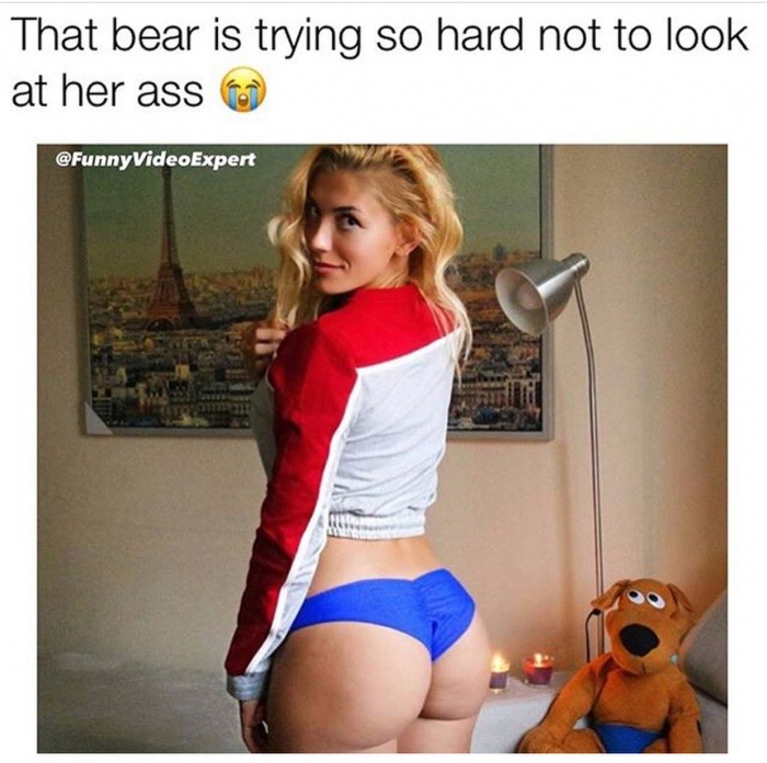 memes - bear is trying so hard not - That bear is trying so hard not to look at her ass VideoExpert