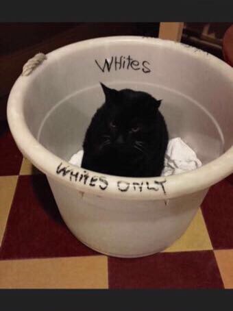 memes - racist cats - WHites Whites Ont
