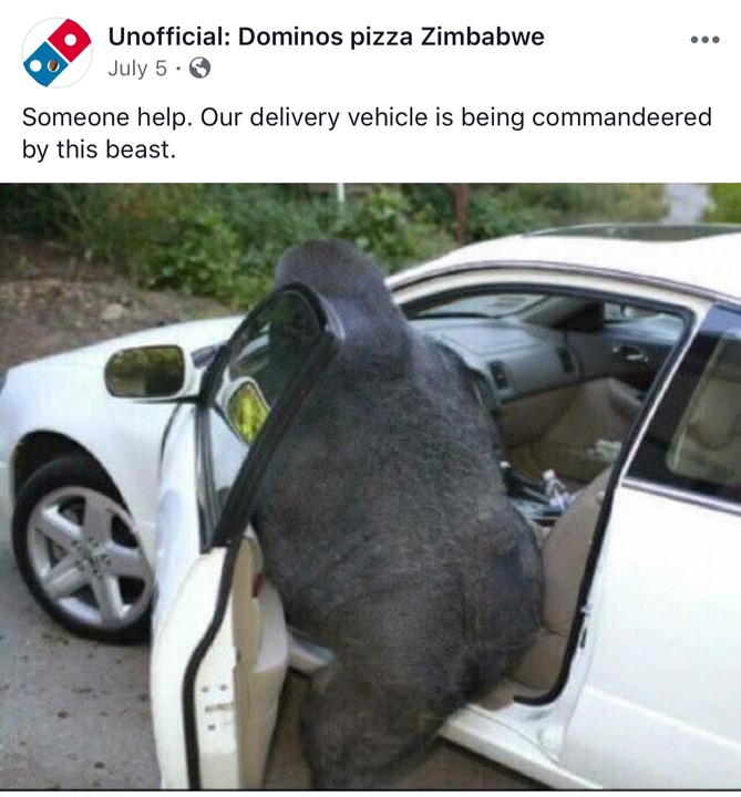 Funny meme of Domino's Pizza Zimbabwe of a gorilla stealing their car.